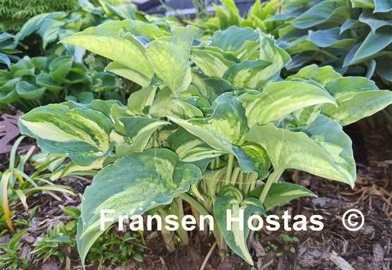 Hosta Ghost Spirit